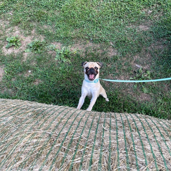 Meet your Posher, Selah - Picture 3 of 12